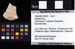 Foto (Objket + Etiketten) von Distefania sp. 